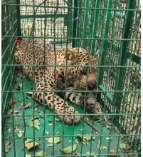 गुलदार की दहशत में रहने वाले लोगों के लिए राहत भरी खबर- पकड़ा गया आदमखोर गुलदार 