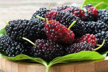 स्वाद के साथ-साथ फायदों से भी भरपूर होता है शहतूत का फल, डाइट में करें शामिल