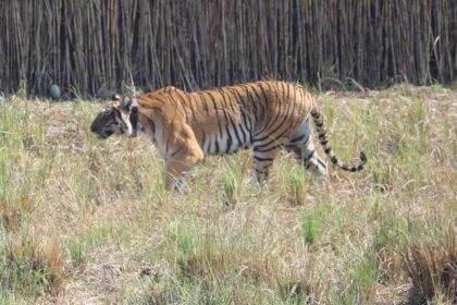 अब राजाजी पार्क की रानी बनकर रहेगी कार्बेट की मादा बाघ