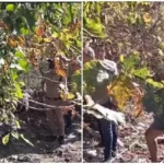 उत्तराखंड: यहां अर्धनग्न हालत में पेड़ पर लटका मिला युवती का शव, मची सनसनी