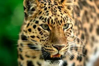 उत्तराखंड: महिला पर गुलदार ने किया हमला, ऐसे बाल-बाल बची जान