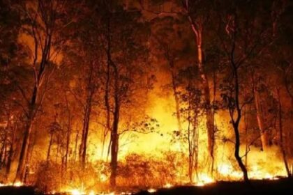 गर्मियां शुरू होते ही जंगल की आग होने लगी बेकाबू, भारी मात्रा में वन संपदा को नुकसान 