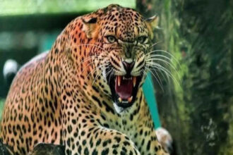 उत्तराखंड: यहां घर के आंगन से मासूम को उठा ले गया गुलदार, इस हालत में मिली मासूम