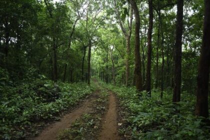 पेड़ों के बिना बेमानी है वन्यजीव संरक्षण का दावा