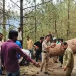 उत्तराखंड: यहां चलती कार के ऊपर गिरा पेड़, एक की मौत, दूसरा गंभीर