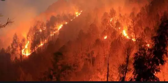 जंगल की आग की चपेट में आने से एक की दर्दनाक लोगों की मौत , दो महिलाएं गंभीर रूप से झुलसीं