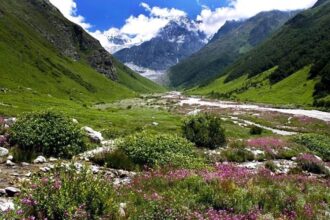 विश्व धरोहर फूलों की घाटी में खिल गए फूल, पर्यटक 1 जून से कर सकेंगे दीदार