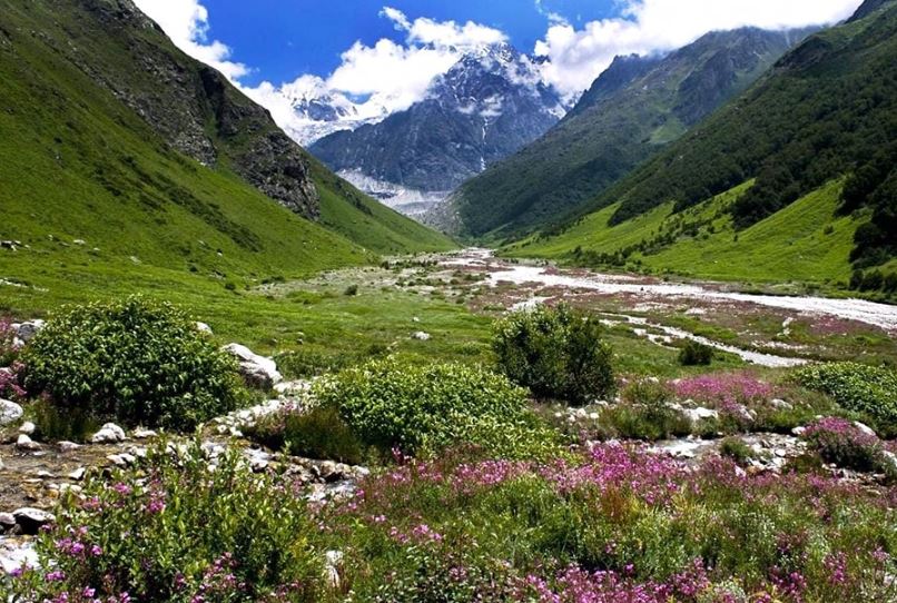 विश्व धरोहर फूलों की घाटी में खिल गए फूल, पर्यटक 1 जून से कर सकेंगे दीदार