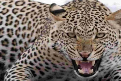 देवप्रयाग में बनी गुलदार की दहशत, व्यक्ति पर हमला कर किया बुरी तरह जख्मी 