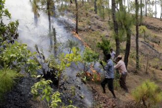 उत्तराखंड में जंगल की आग ने बरपाया कहर, लेकिन पेड़ों को नहीं पहुंचा कोई नुकसान, हैरत में पड़े अधिकारी  