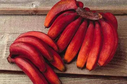 लाल केला खाना होता है स्वास्थ्य के लिए लाभदायक, जानिए कैसे है पीले केले से अलग