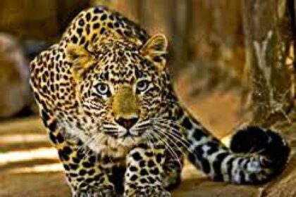 उत्तराखंड: 3 साल के मासूम को उठा ले गया गुलदार, रातभर चला सर्च अभियान