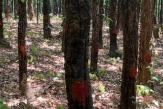 पेयजल के लिए खलंगा क्षेत्र के 2 हजार पेड़ चिन्हित, 524 करोड़ की बनेगी परियोजना 