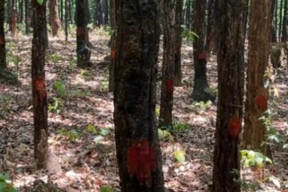 पेयजल के लिए खलंगा क्षेत्र के 2 हजार पेड़ चिन्हित, 524 करोड़ की बनेगी परियोजना 