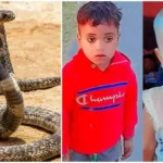उत्तराखंड: यहां रात में सो रहे थे भाई- बहन, सांप के डसने से दोनों की दर्दनाक मौत