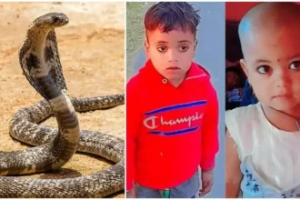 उत्तराखंड: यहां रात में सो रहे थे भाई- बहन, सांप के डसने से दोनों की दर्दनाक मौत