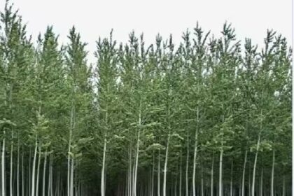 खतरनाक है खेतों से पेड़ों का उजड़ना