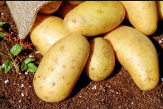 कौन से डायबिटीज में खा सकते हैं आलू, नहीं पड़ेगा सेहत पर कोई असर