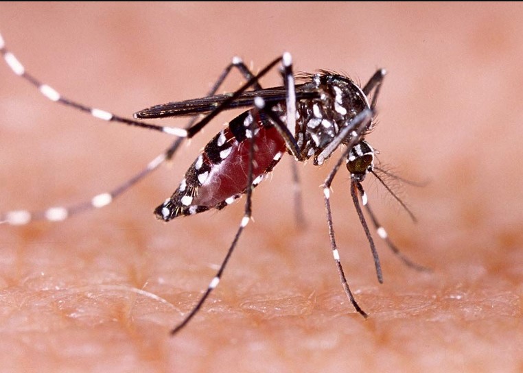 जिला प्रशासन ने डेंगू की रोकथाम के लिए किया कंट्रोल रूम स्थापित 