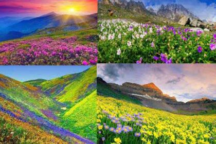 इस साल फूलों की घाटी में पर्यटकों की संख्या में इजाफा होने से पार्क प्रशासन की आय में हुई वृद्धि 