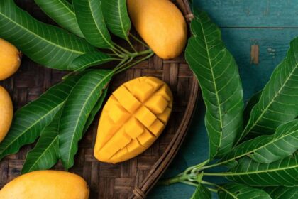 आम के साथ-साथ उसके पत्तों के भी होते हैं कई औषधीय लाभ, डाइट में करें शामिल