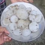 धर्मनगरी हरिद्वार में आसमान ने कहर बनकर गिरे मोटे-मोटे ओले